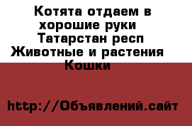 Котята отдаем в хорошие руки - Татарстан респ. Животные и растения » Кошки   